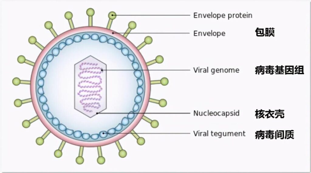 消毒剂是如何消毒的？各类消毒剂消毒作用机理详解