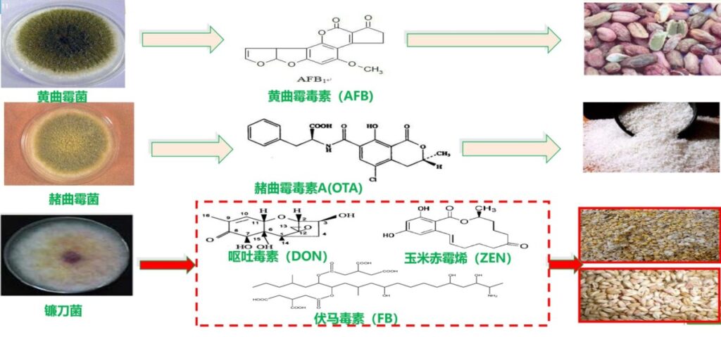 食品制药厂霉菌污染怎么处理？美卓食品级霉菌污染控制解决方案