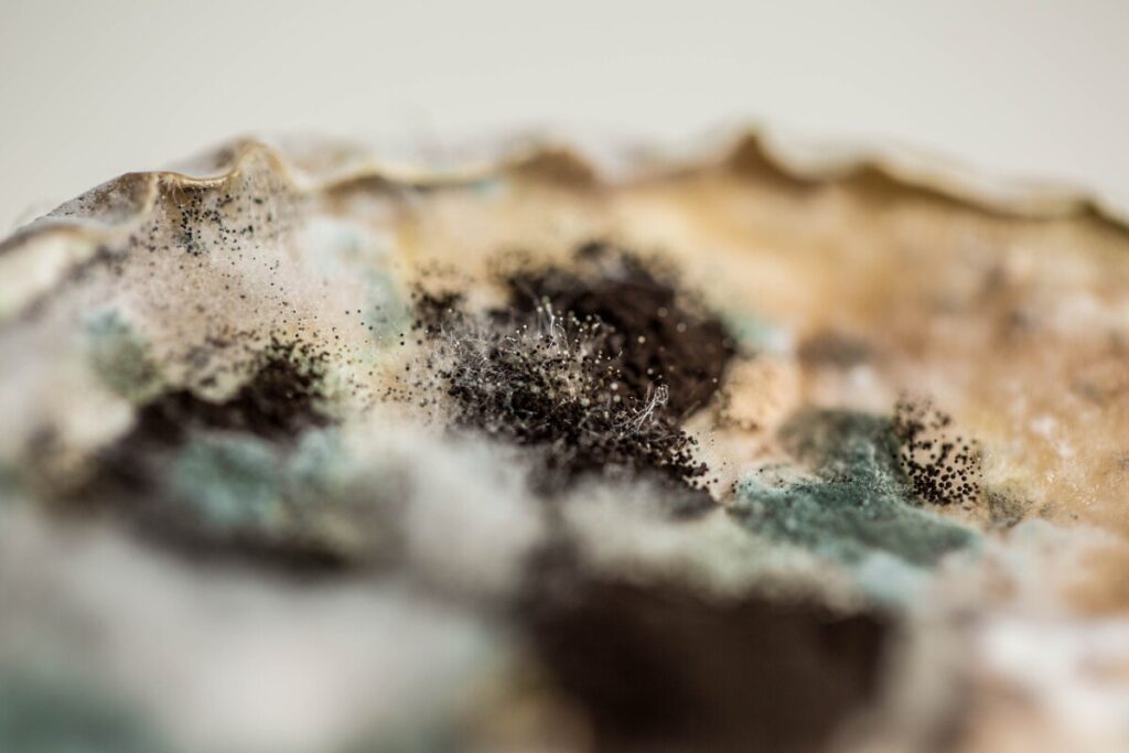 制药车间霉菌如何能彻底消灭？GMP车间顽固菌灭杀方案